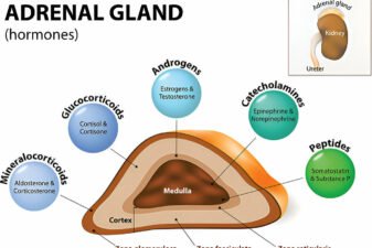 Adrenal Hormones